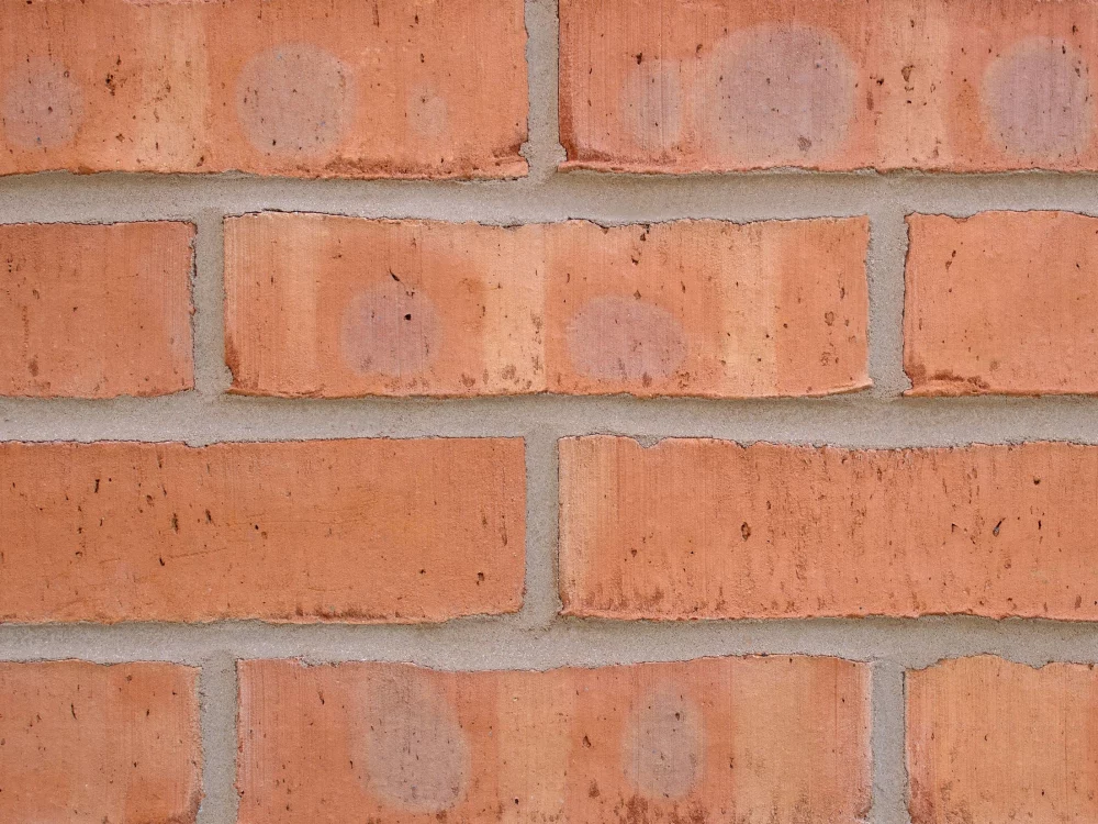 H0088 - Shelton Russet