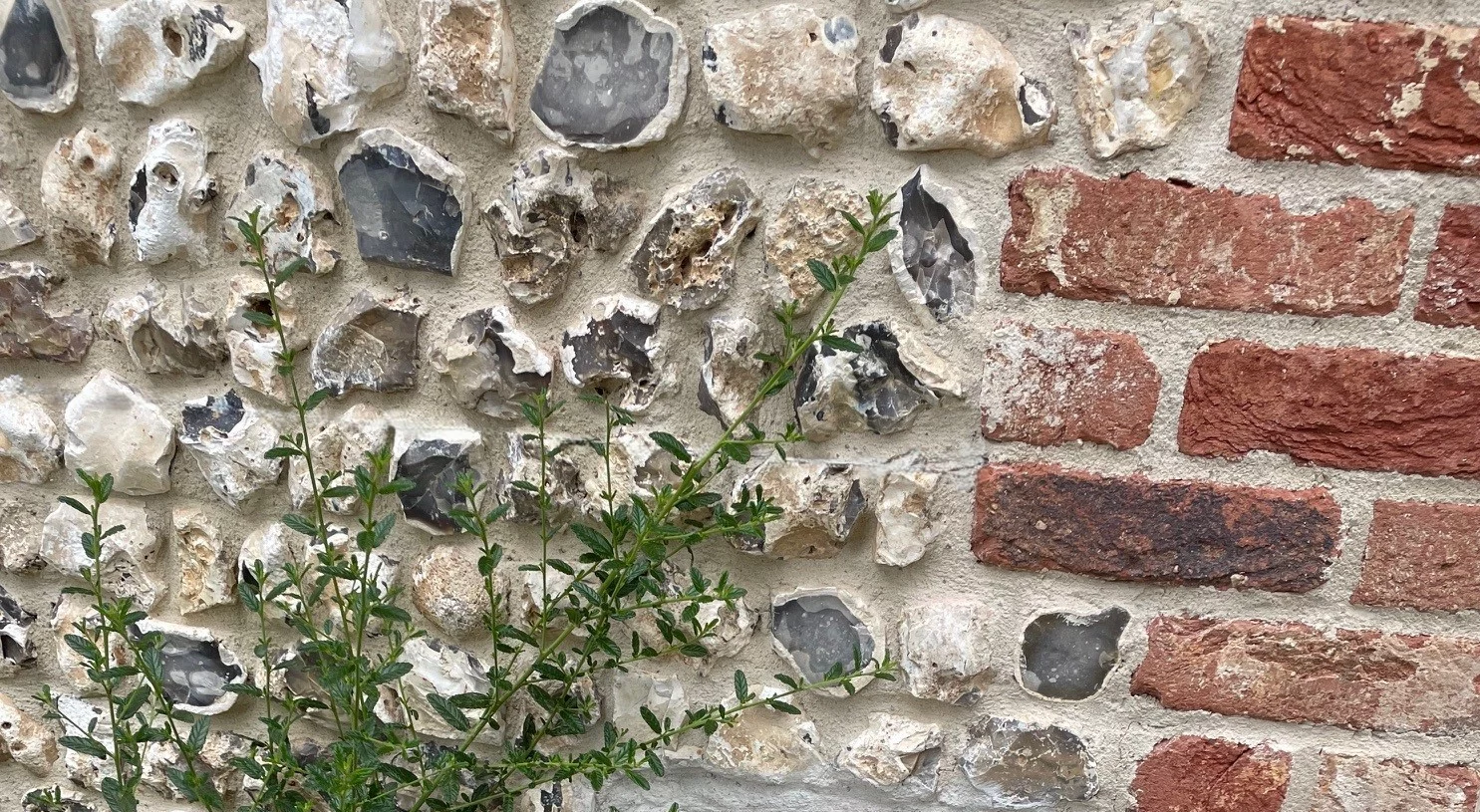 A close-up of a wall made of irregular flint stones and bricks with a leafy green plant growing in front of it.
