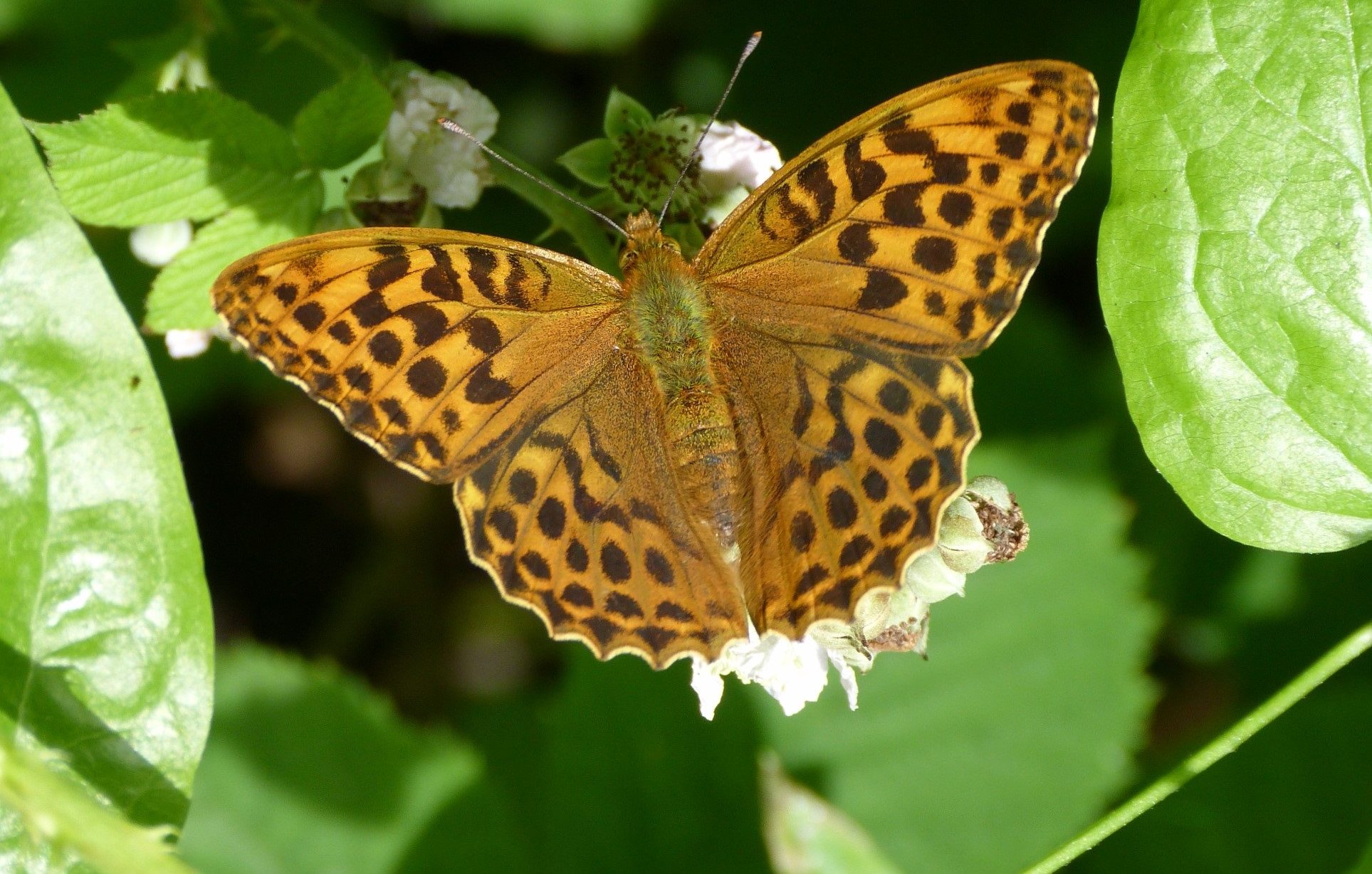 Butterfly in Chicksands Wood