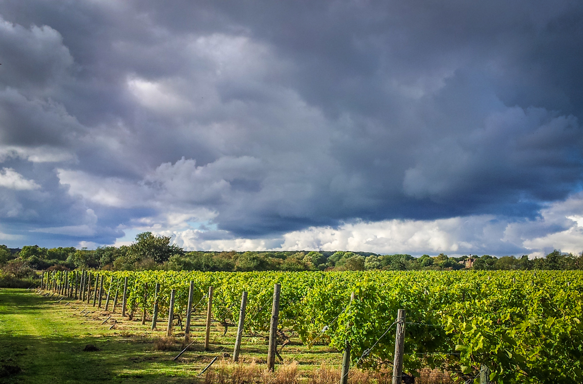 Warden Abbey Vineyard Greensand Country