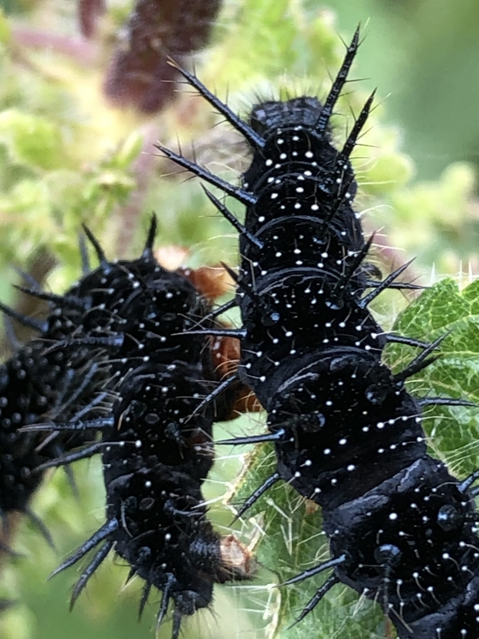 Share your experience Greensand Country