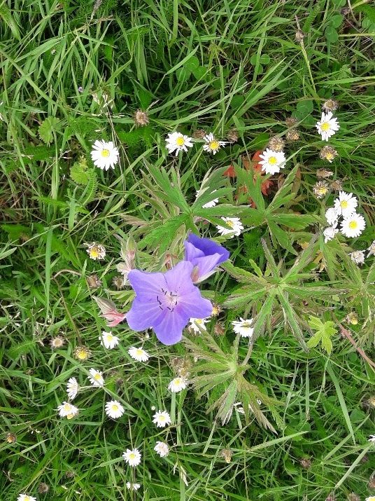 Meadow Cranesbill and Common Daisy on the Zig Zags Bee-Friendly Zone June 2021