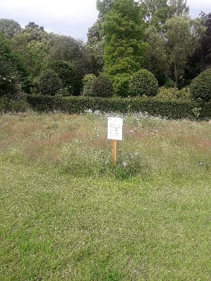 The Zig Zags Bee-Friendly Zone, August 2021