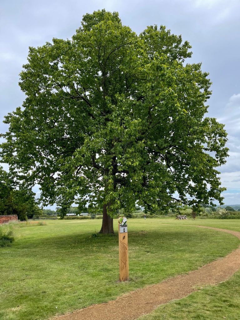 Heritage Trees Greensand Country