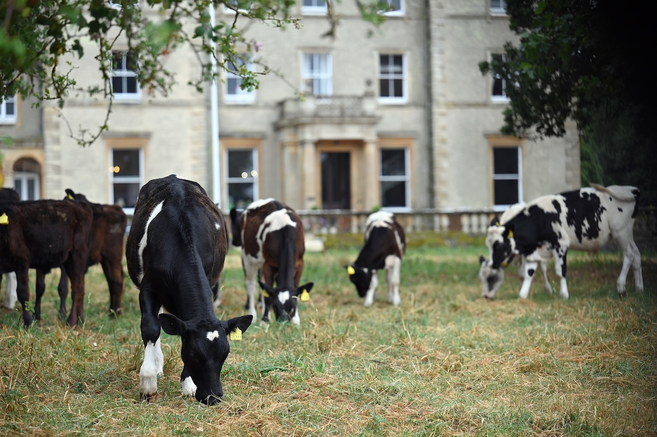 Swanbourne House independent prep school in Buckinghamshire with countryside views and grazing cattle near Milton Keynes